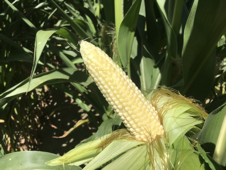 Jak ograniczać skutki niekorzystnej aury w uprawie kukurydzy?